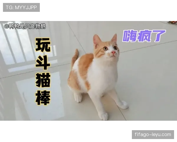 掌敏洁家的猫都比我的工资高